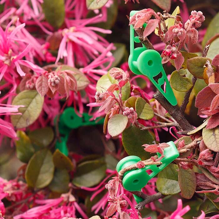 AnglePlant, plant growth guide clips (30 pieces) - Image 9