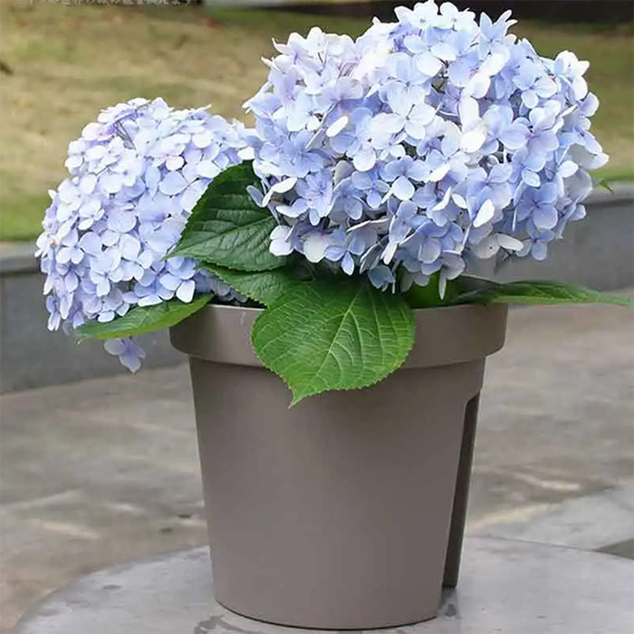 The perfect decoration for a balcony or terrace with practical pots that can be placed directly on the railing!
