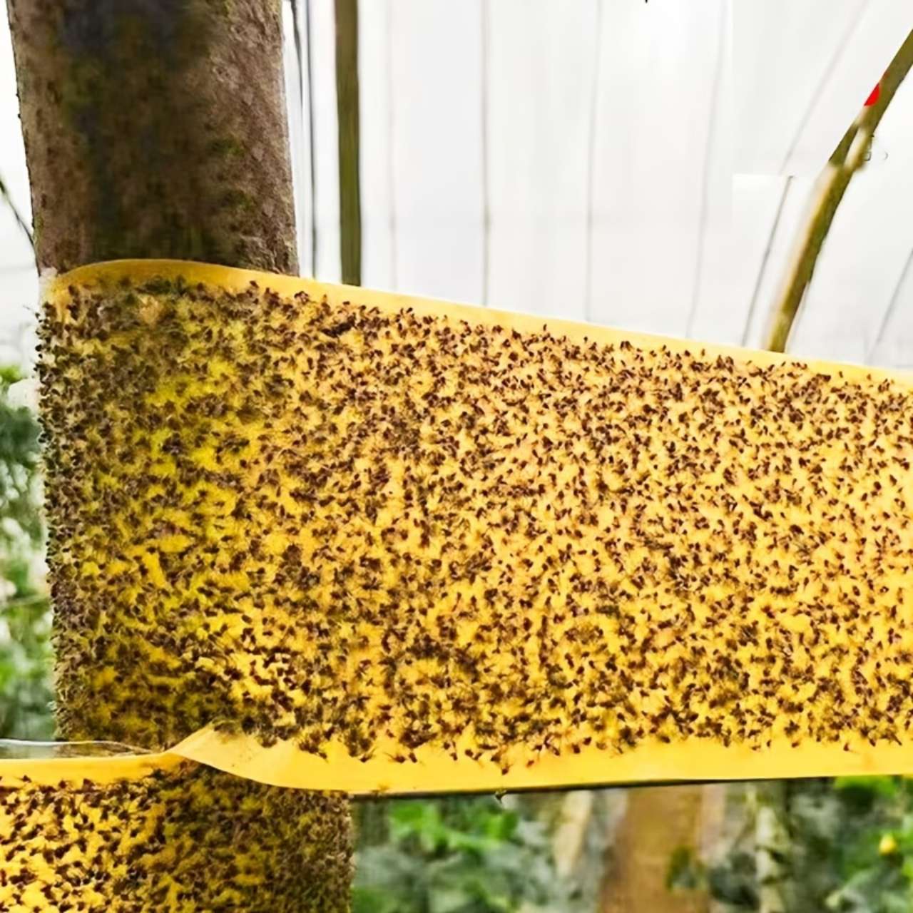 BarrierTape, adhesive tape for catching insects - Image 6