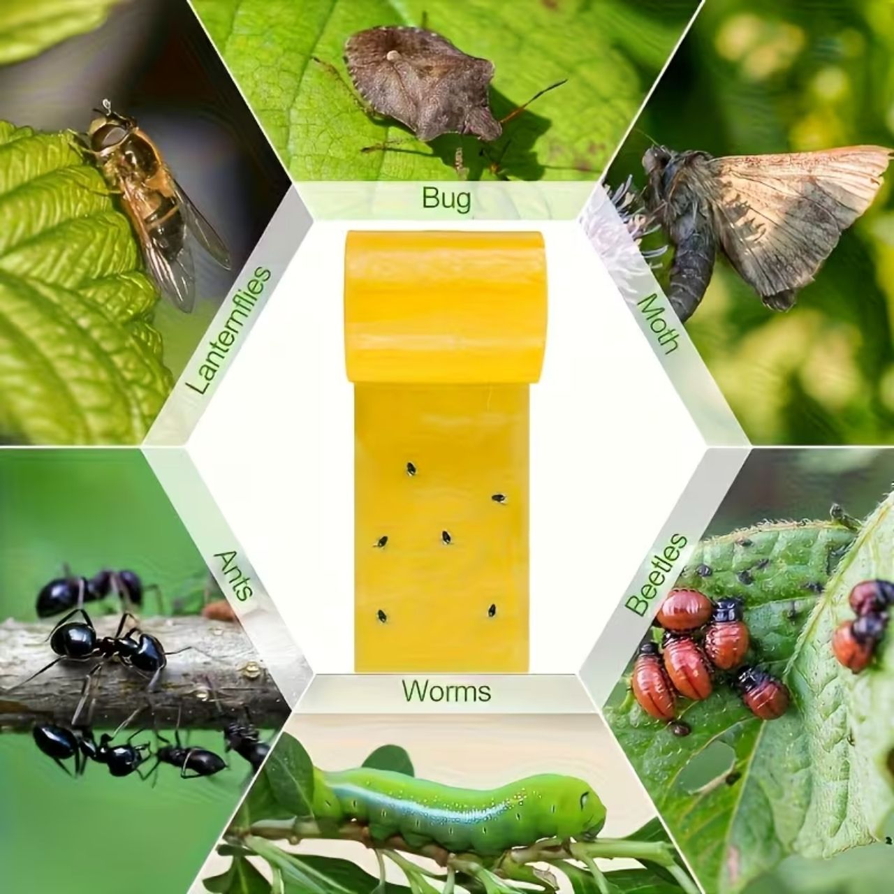 An effective trap for flying and crawling insects