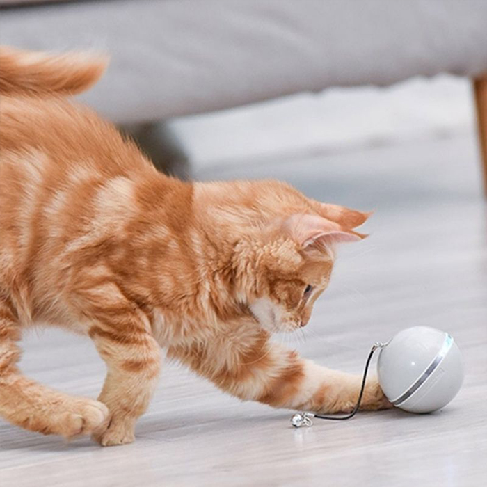 CatToy, a toy for a cat that runs away and waves a feather - Image 3