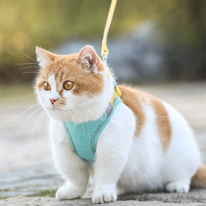 CatVest, leash harness for cats - Image 6