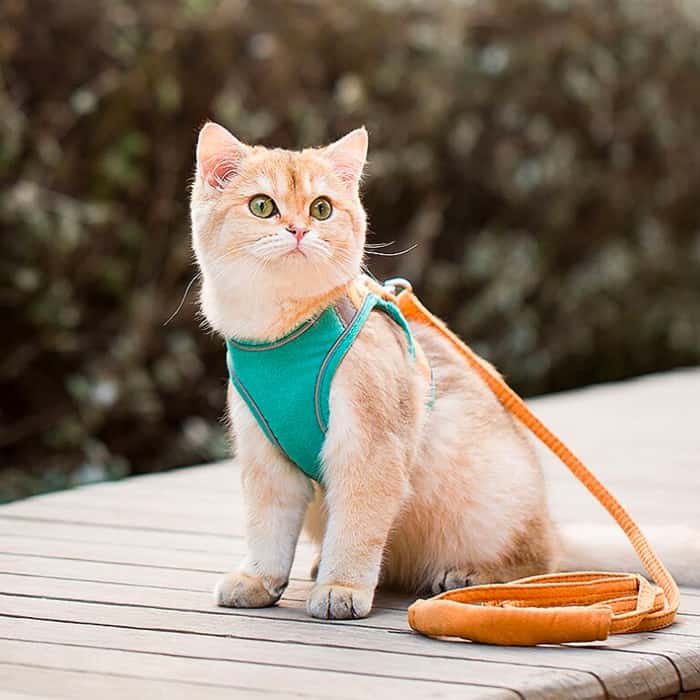 A CAT HARNESS FOR OVERCOMING NEW CHALLENGES