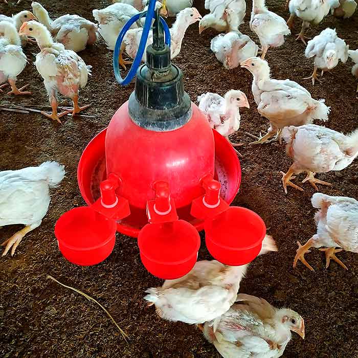 ChickenBowl, waterer for hens and other poultry (6 pieces) - Image 6