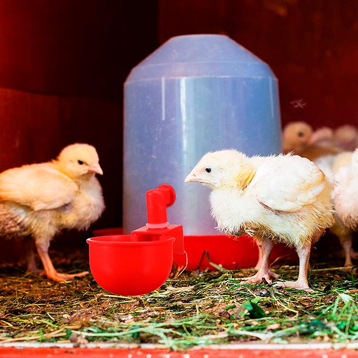 ChickenBowl, waterer for hens and other poultry (6 pieces) - Image 7