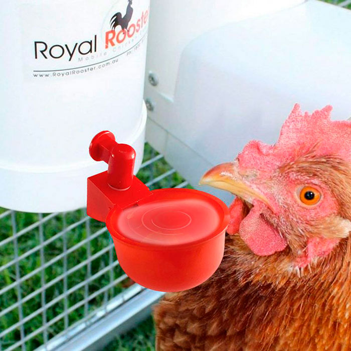 ChickenBowl, waterer for hens and other poultry (6 pieces) - Image 9