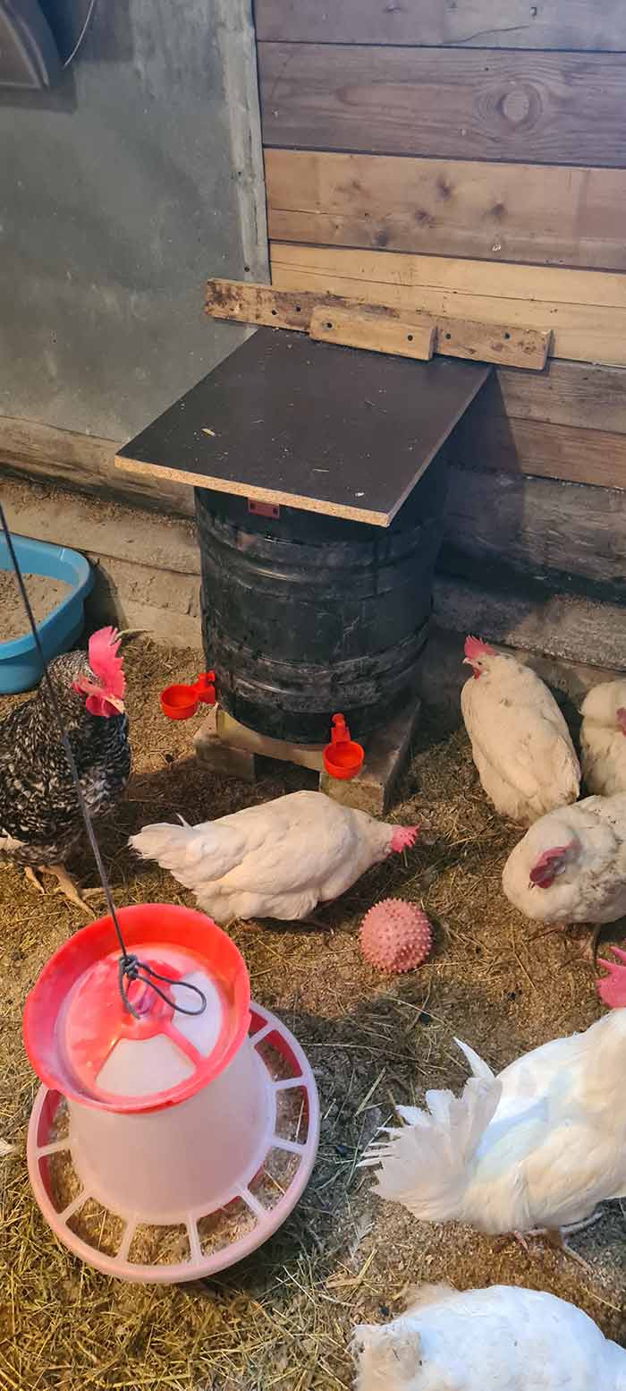ChickenBowl, waterer for hens and other poultry (6 pieces) - Image 10