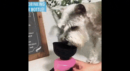 Water bottle for dogs, DOGBOTTLE - Image 5