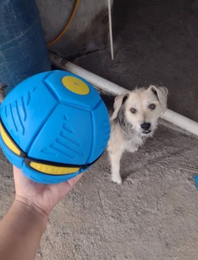 DiskBall, a toy for dogs that is both a frisbee and a ball - Image 9