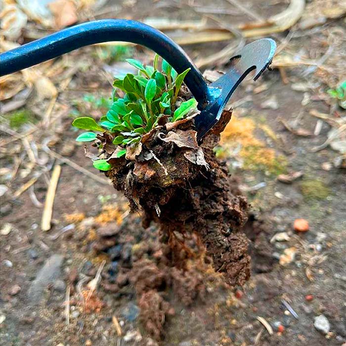 DuoWeeder, the garden weeder - Image 3