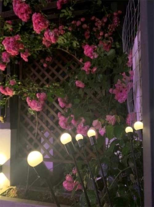 FireflyLights, solar garden lamp with 6 lights - Image 10