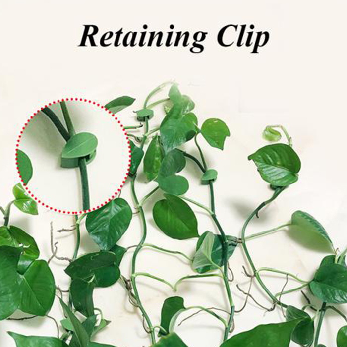 FixtureClips, 10+10 FREE self-adhesive plant branch holders - no drilling! - Image 7