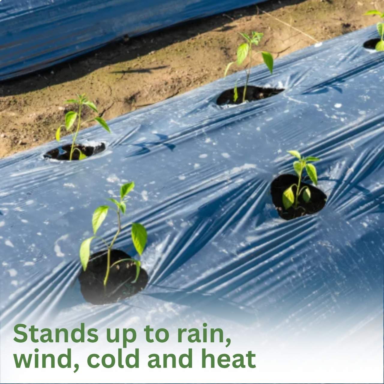 Conserves soil moisture