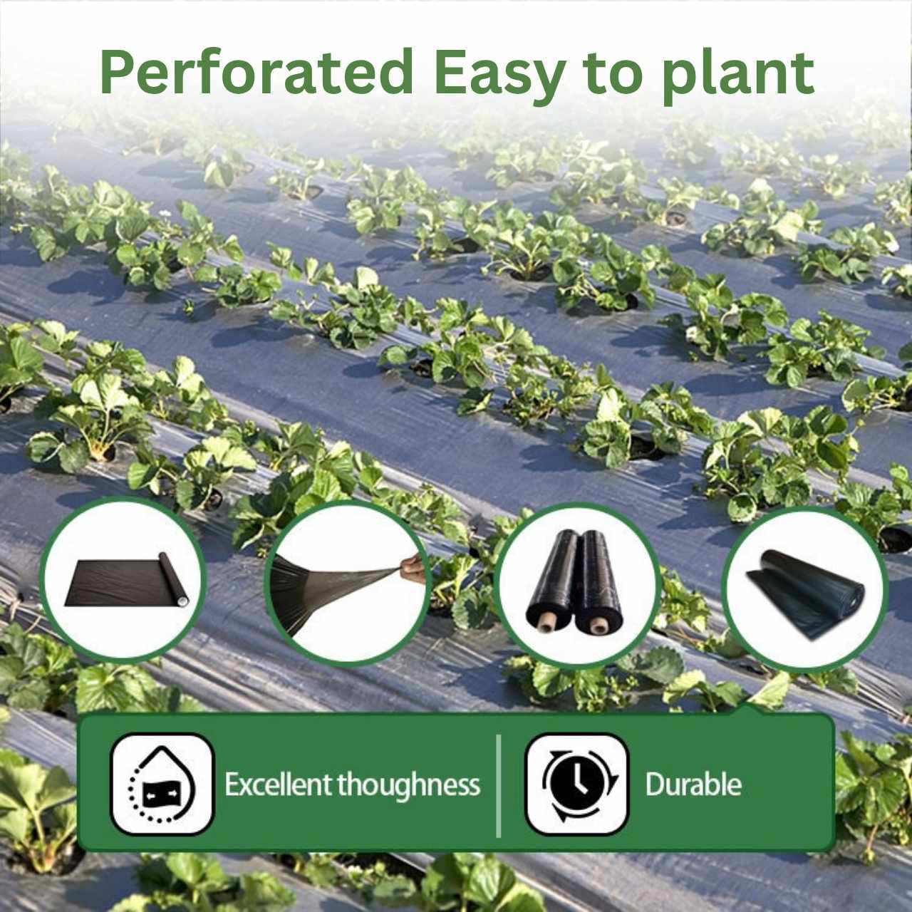 Optimal plant development