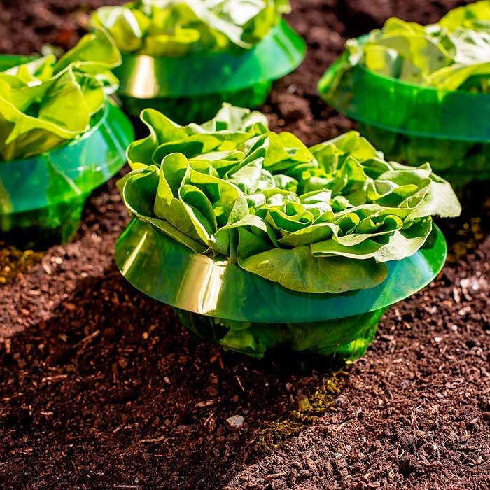 LettuceProtect, protection for lettuce and other crops (10 pieces) - Image 5
