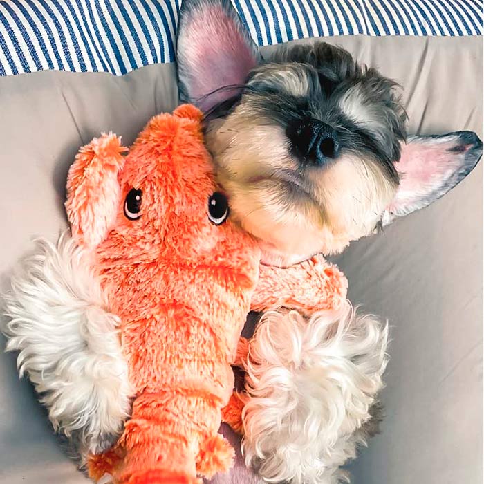 LobsterToy, an interactive pet toy in the shape of a lobster - Image 3