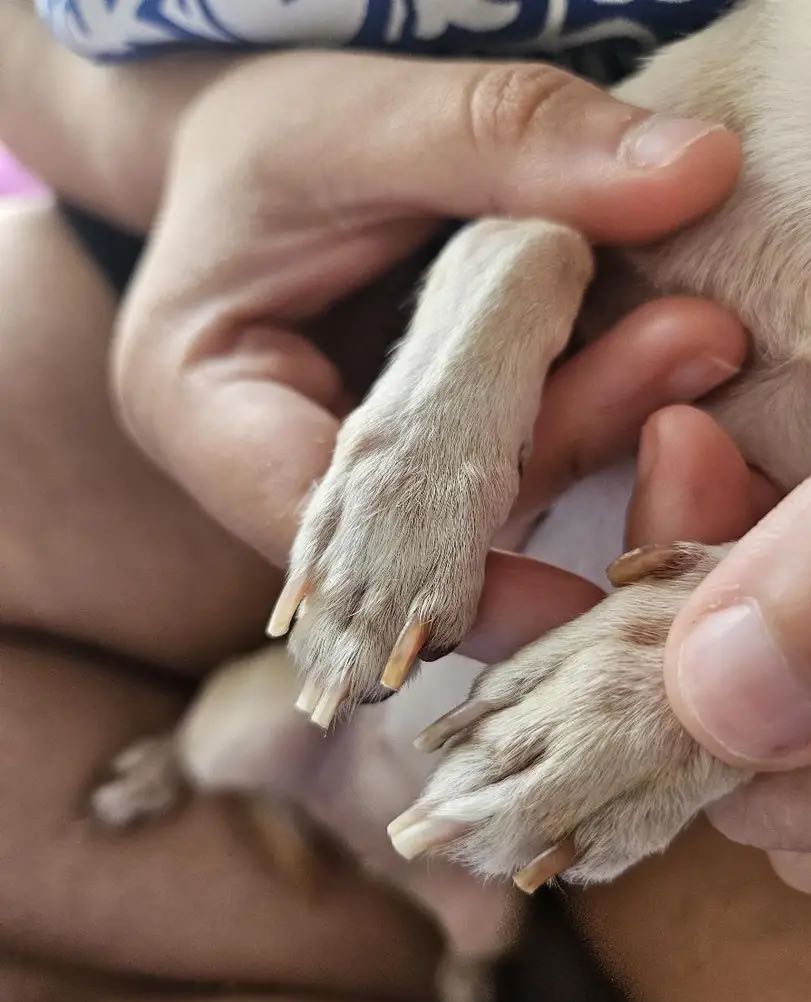 PawGloTrim, claw clipper with LED light - Image 10