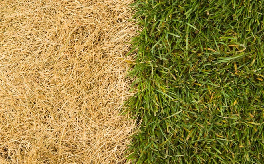 PlantPaper, the innovative 3-in-1 fertiliser paper - Image 9