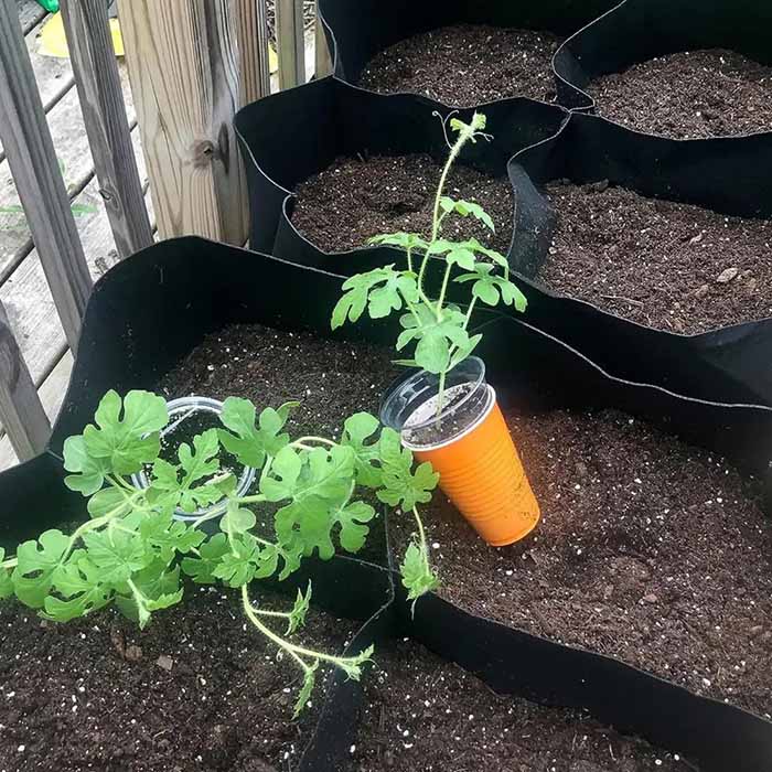 A garden bed provides the most optimal conditions for plants to grow!