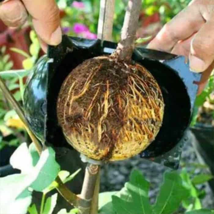 RootBall, a tool for successful plant cloning (2 pcs.) - Image 6
