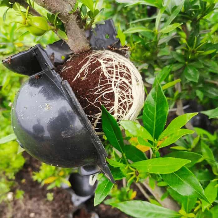 RootBall, a tool for successful plant cloning (2 pcs.) - Image 7