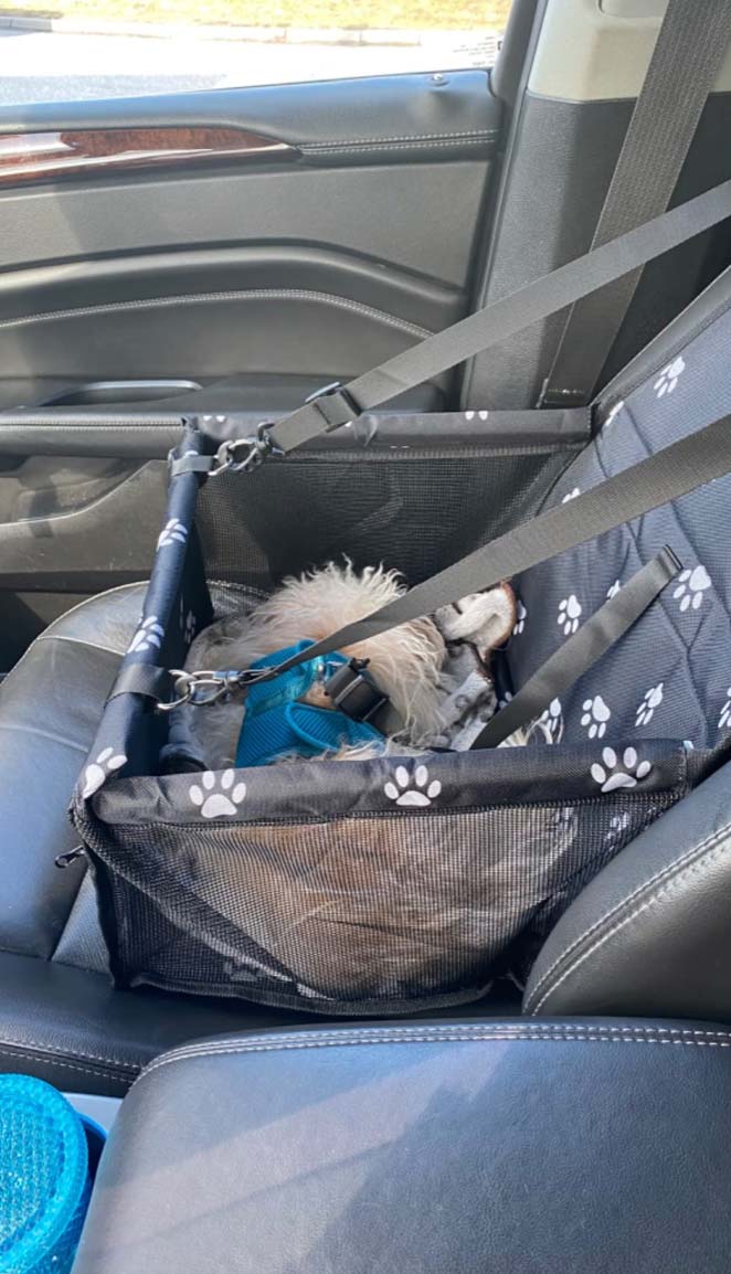 Seat4Dog, the car seat for pets - Image 10