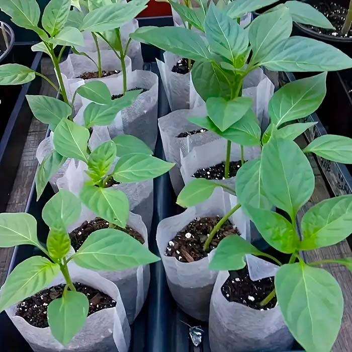 SeedBags, biodegradable bags for planting and growing plants (100 pcs) - Image 3
