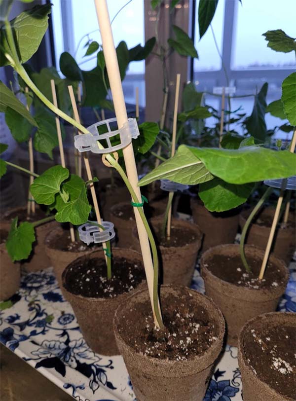 SnapClips, Plant Clips (50 pieces) - Image 9