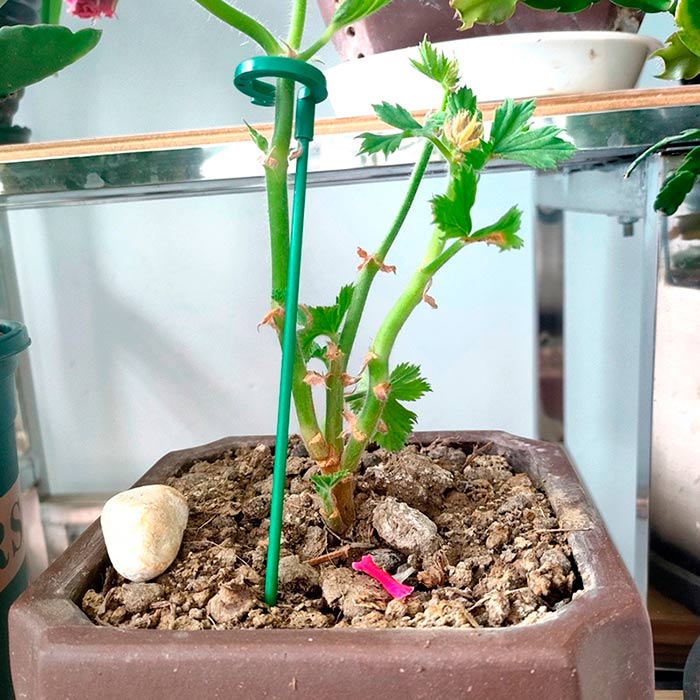 SupportPlant, plant support (10+10 FREE) - Image 2