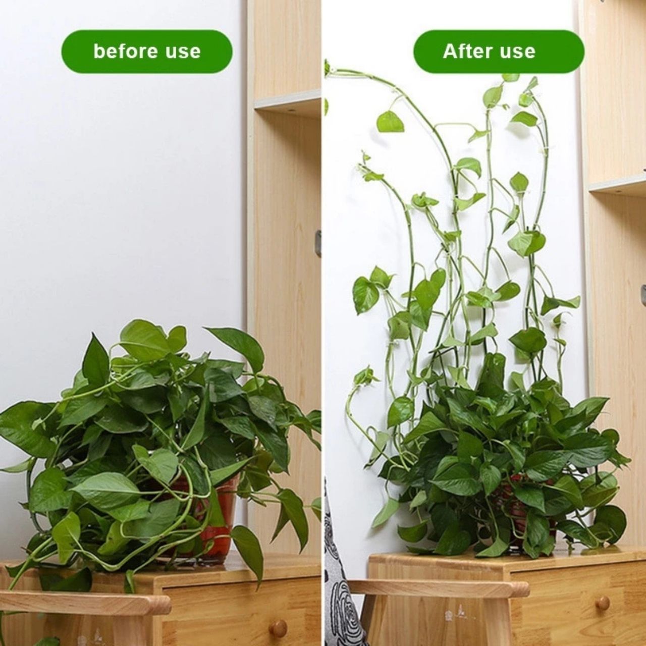 Vines, self-adhesive plant holders and climbers (100 pieces) - Image 5