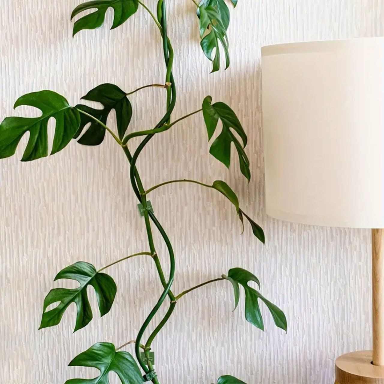 Vines, self-adhesive plant holders and climbers (100 pieces) - Image 8